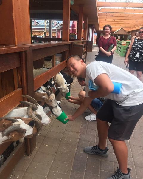 person feeding goats